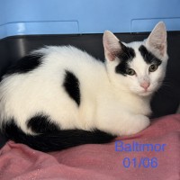 Baltimor photo