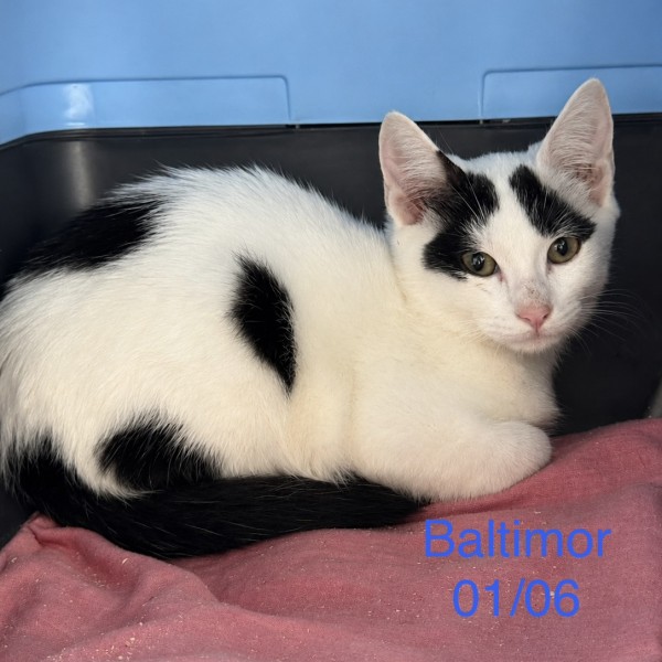 Baltimor photo