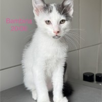 Bambina photo