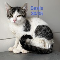 Basile photo