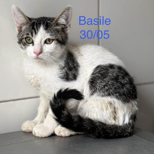 Basile photo