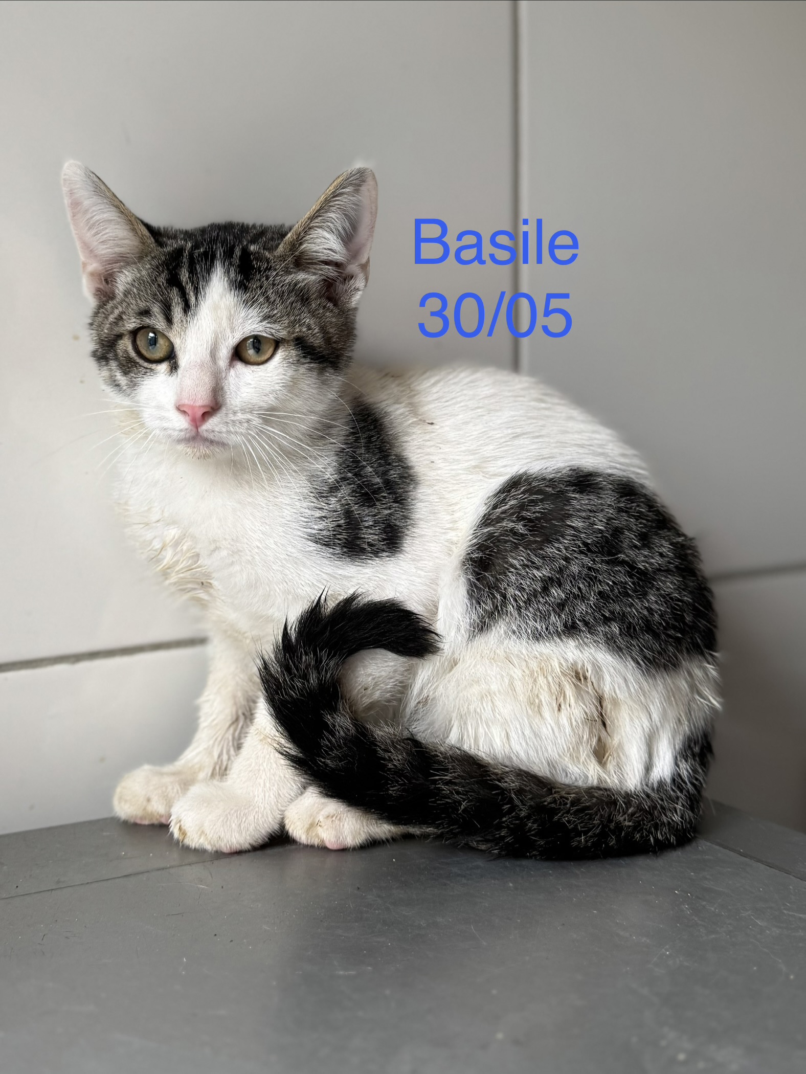 Basile photo