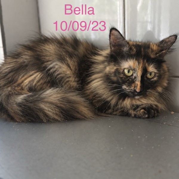 Bella photo