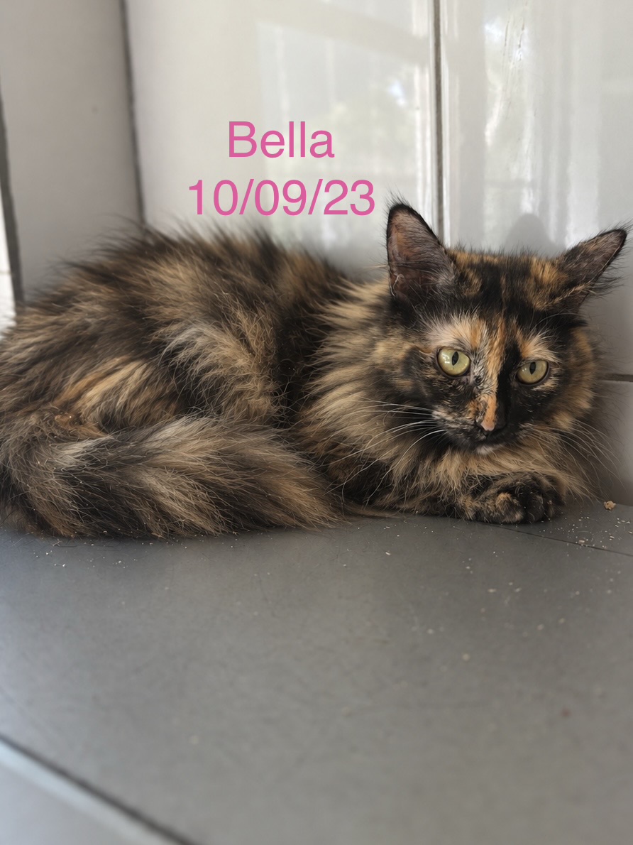 Bella photo