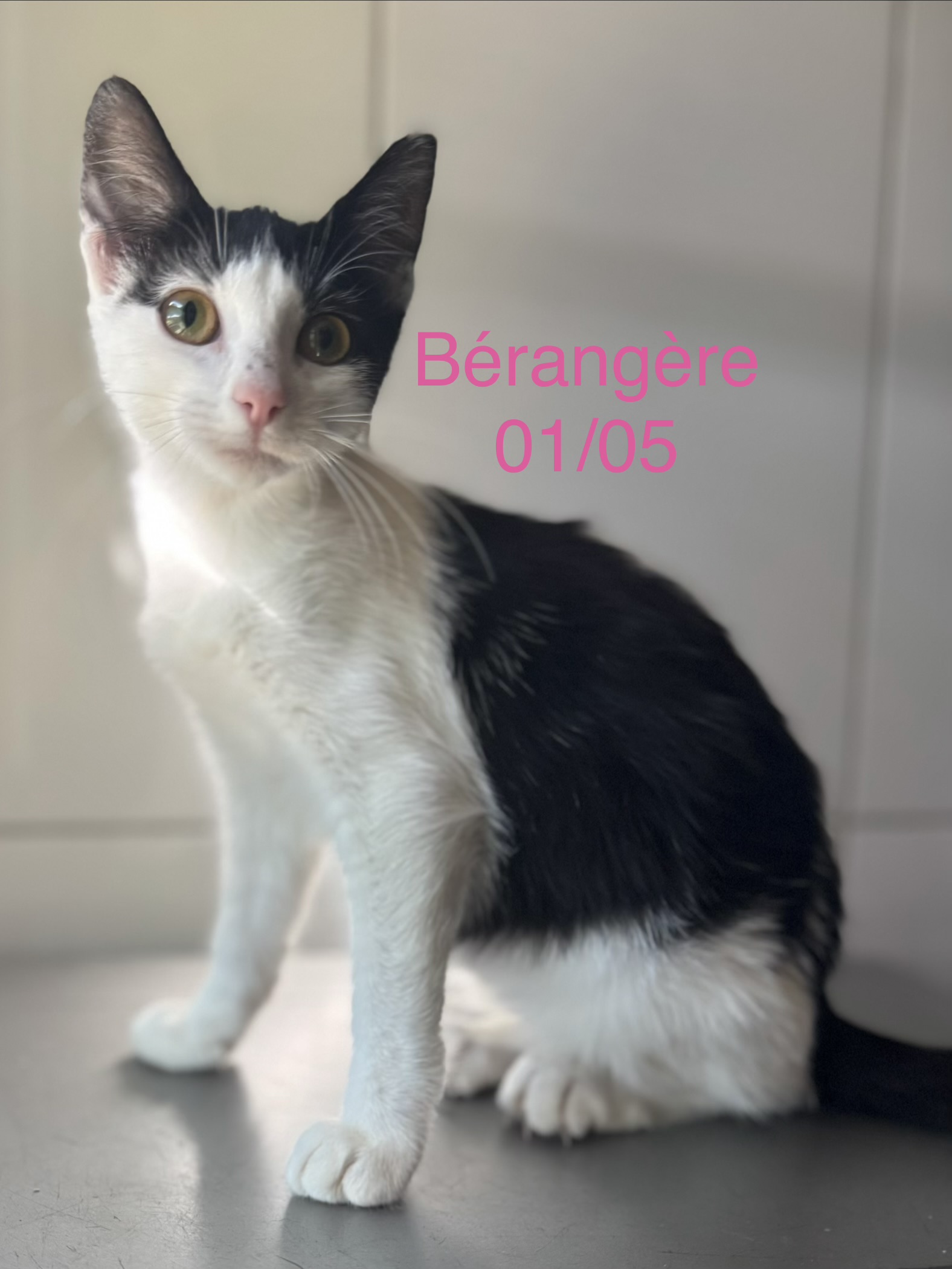 B&eacute;rang&egrave;re photo
