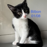 Bilbon photo