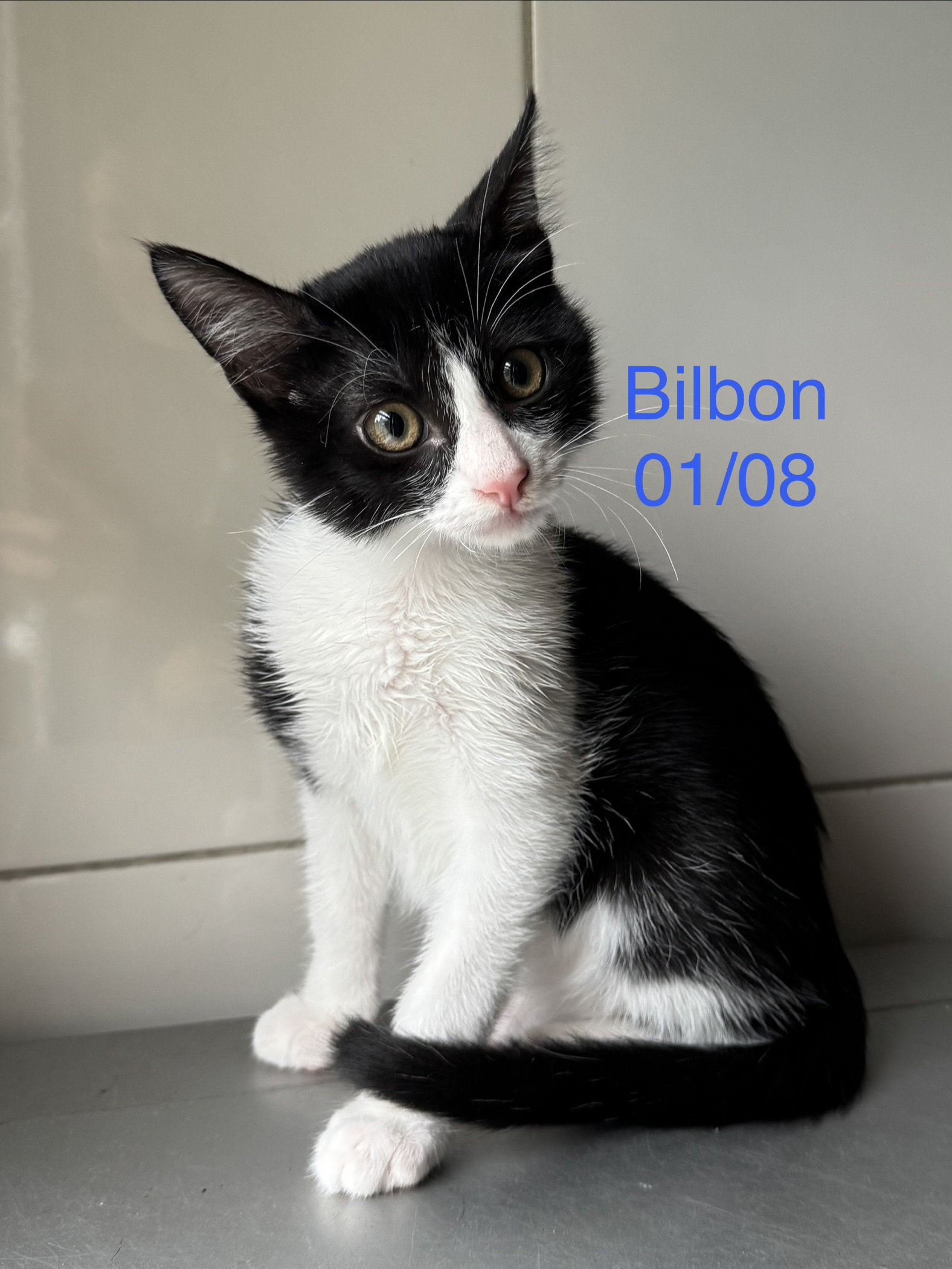 Bilbon photo