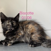 Biscotte photo