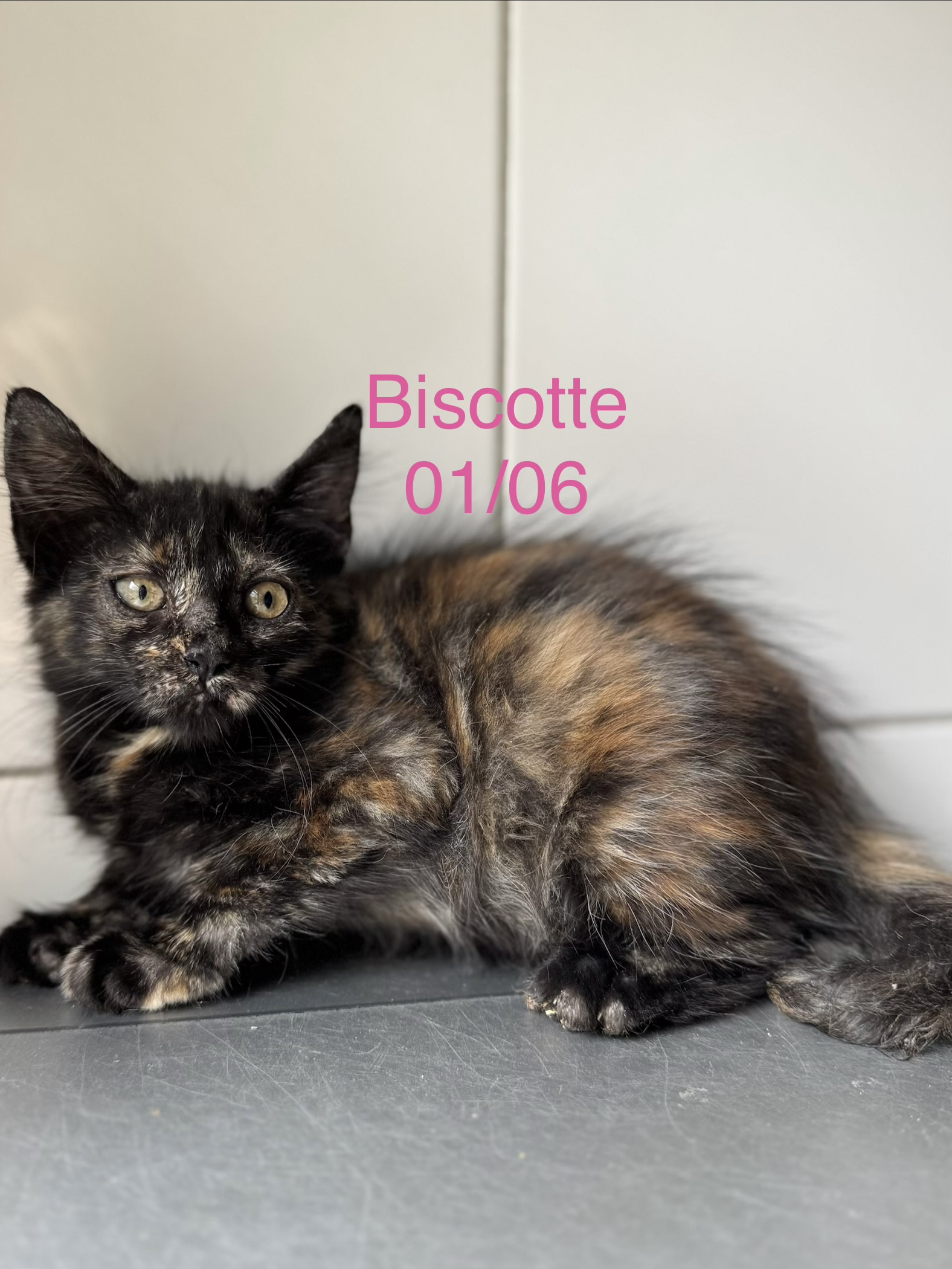Biscotte photo