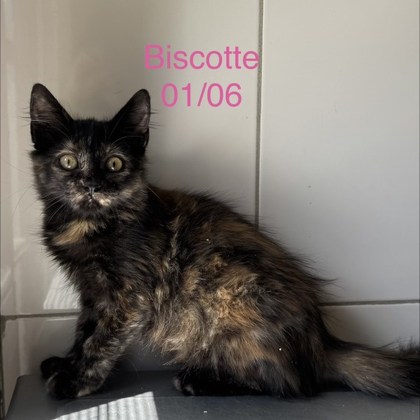 Biscotte photo