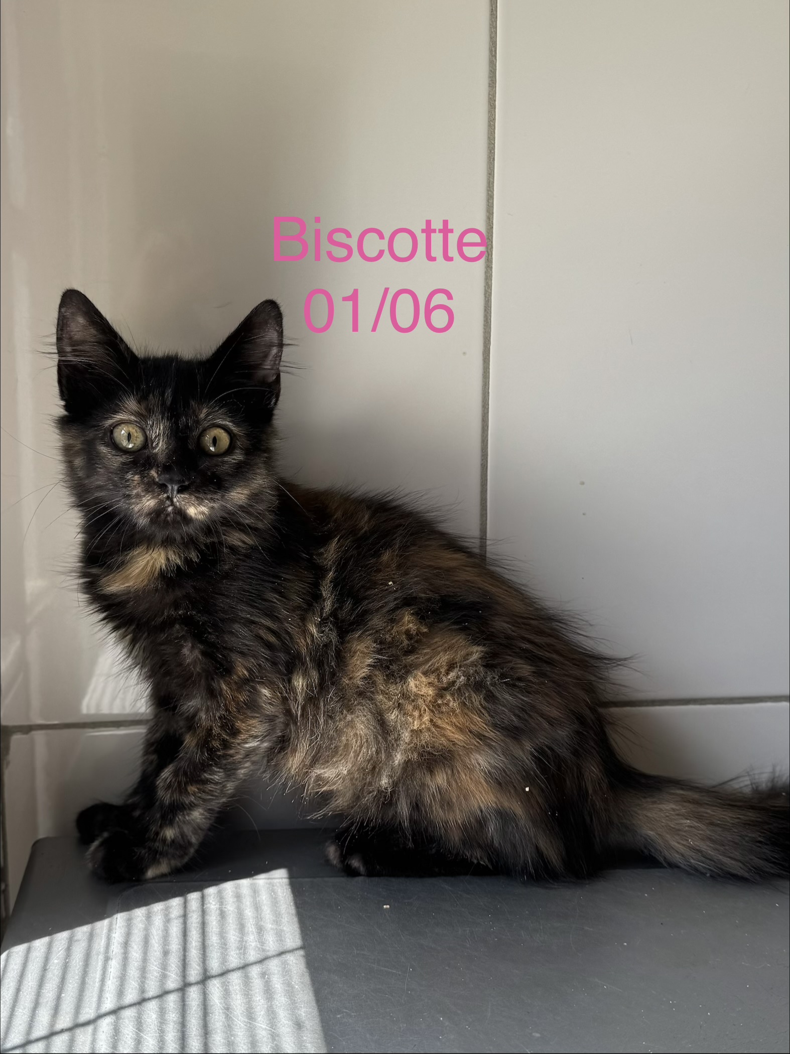 Biscotte photo