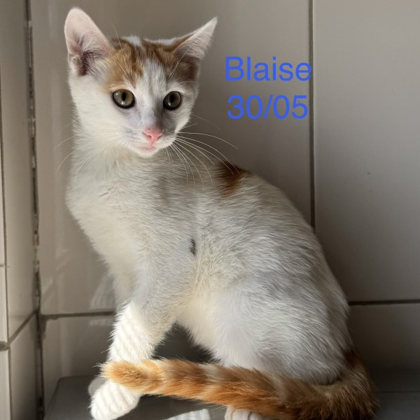 Blaise photo