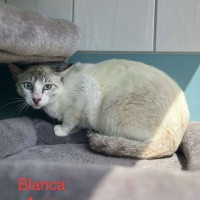 Blanca photo