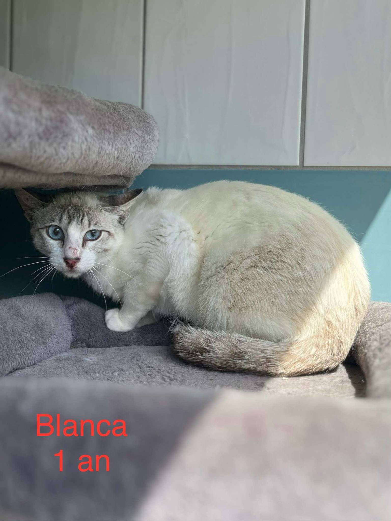 Blanca photo