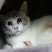 Blanca photo