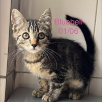 Bluebell photo