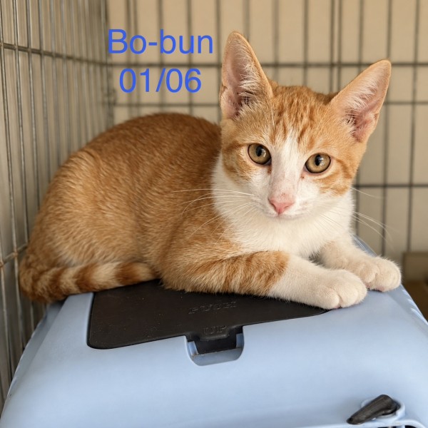 Bo-bun photo