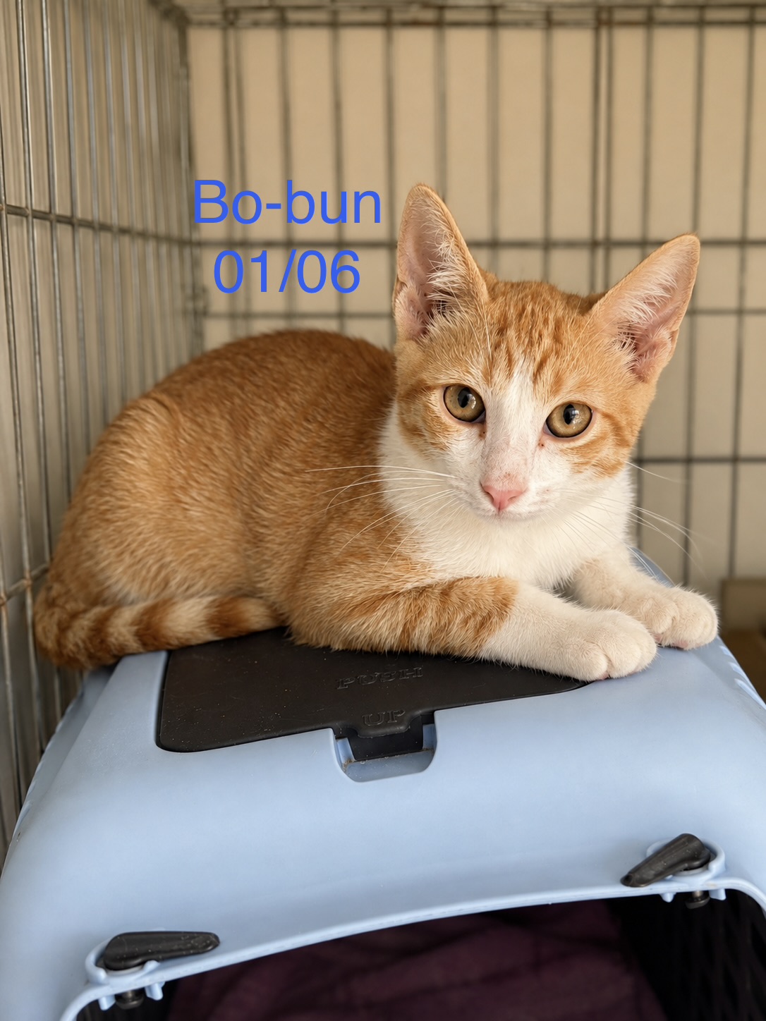Bo-bun photo