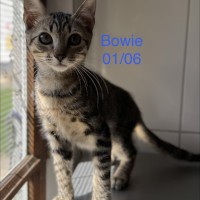 Bowie photo