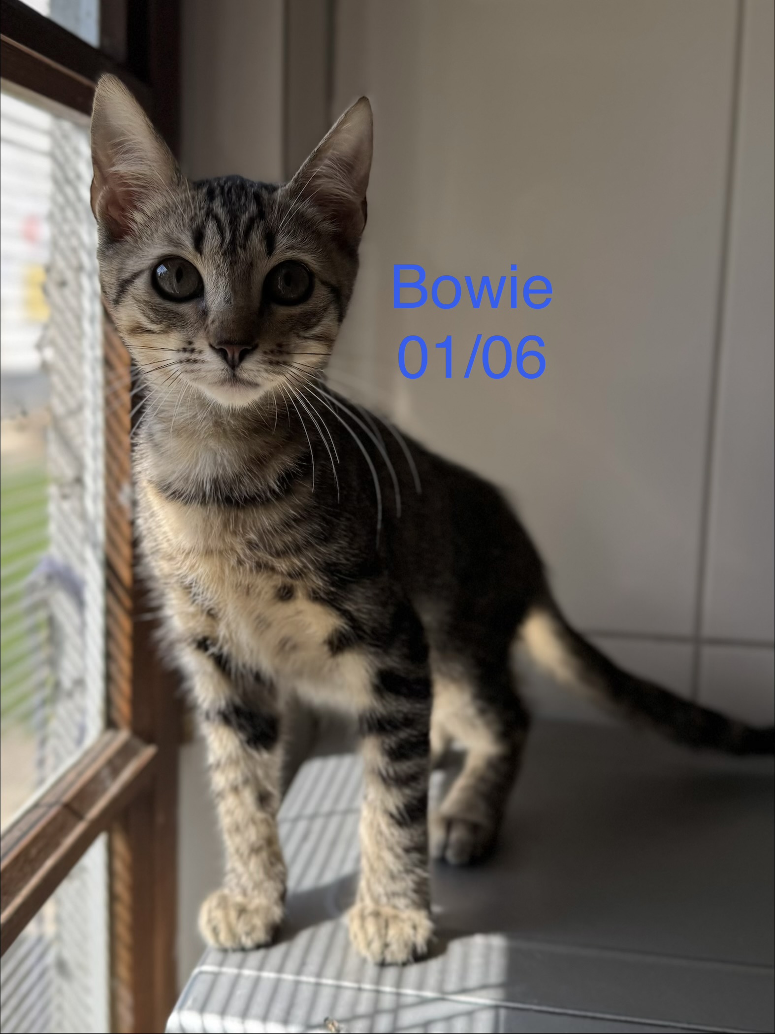 Bowie photo