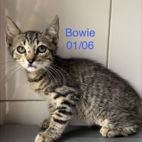 Bowie photo