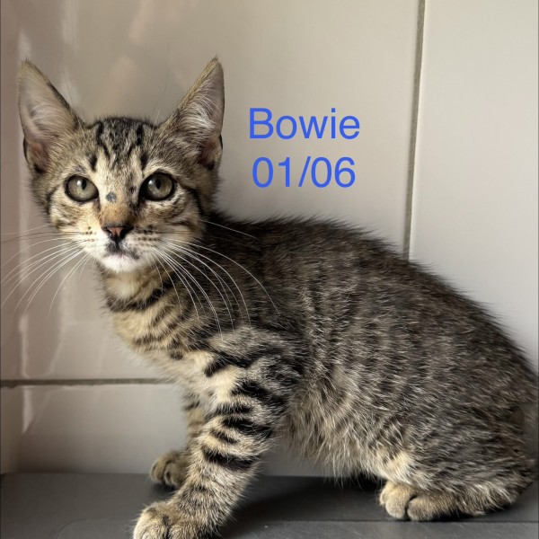 Bowie photo