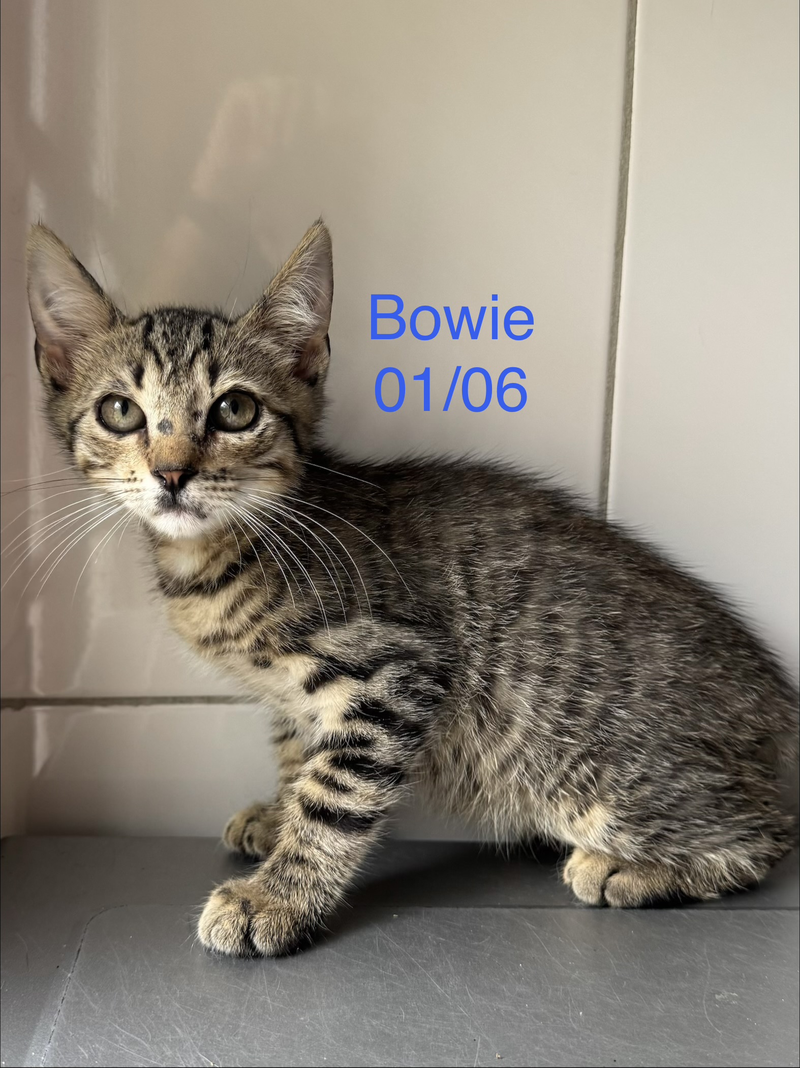 Bowie photo