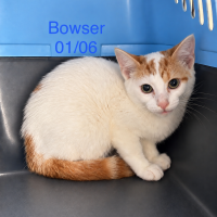 Bowser photo