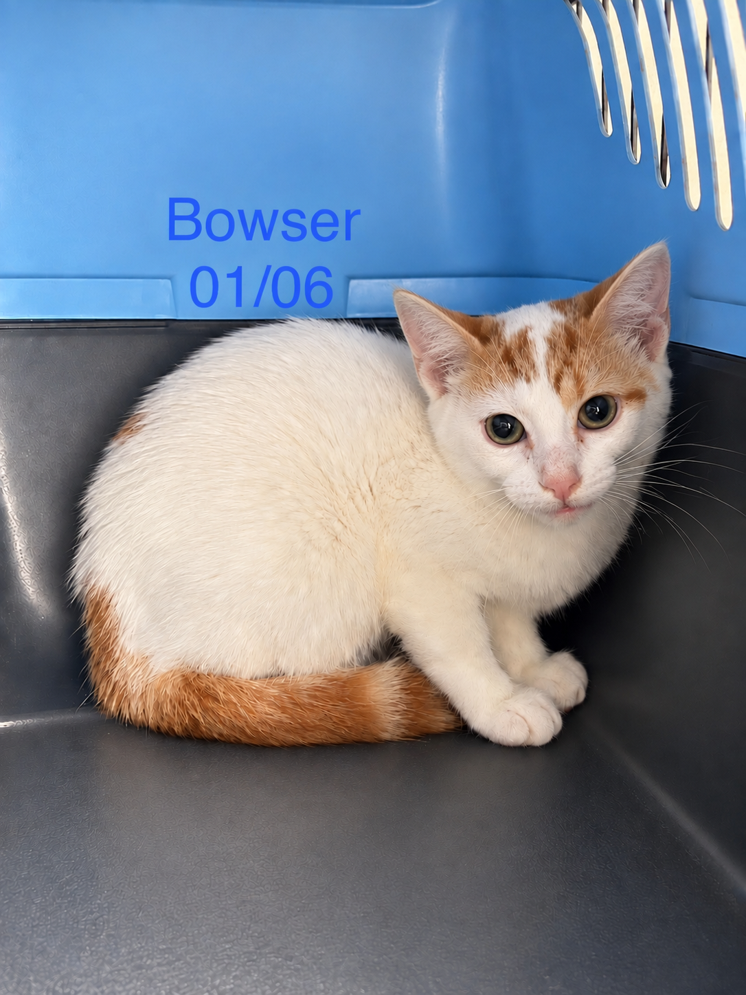 Bowser photo