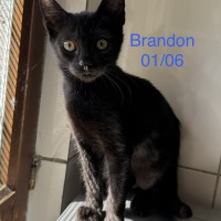 Brandon photo