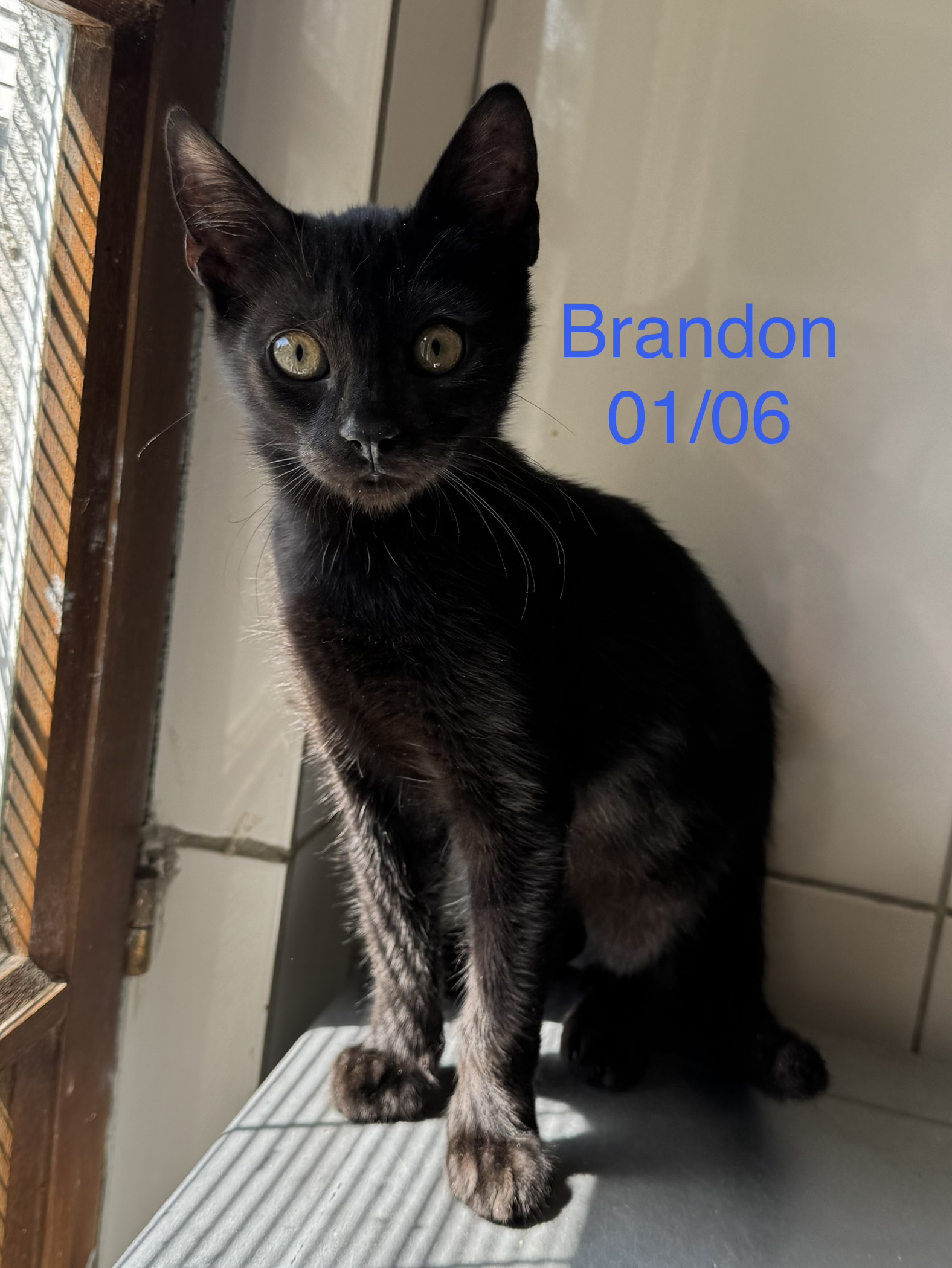 Brandon photo