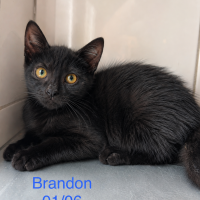 Brandon photo