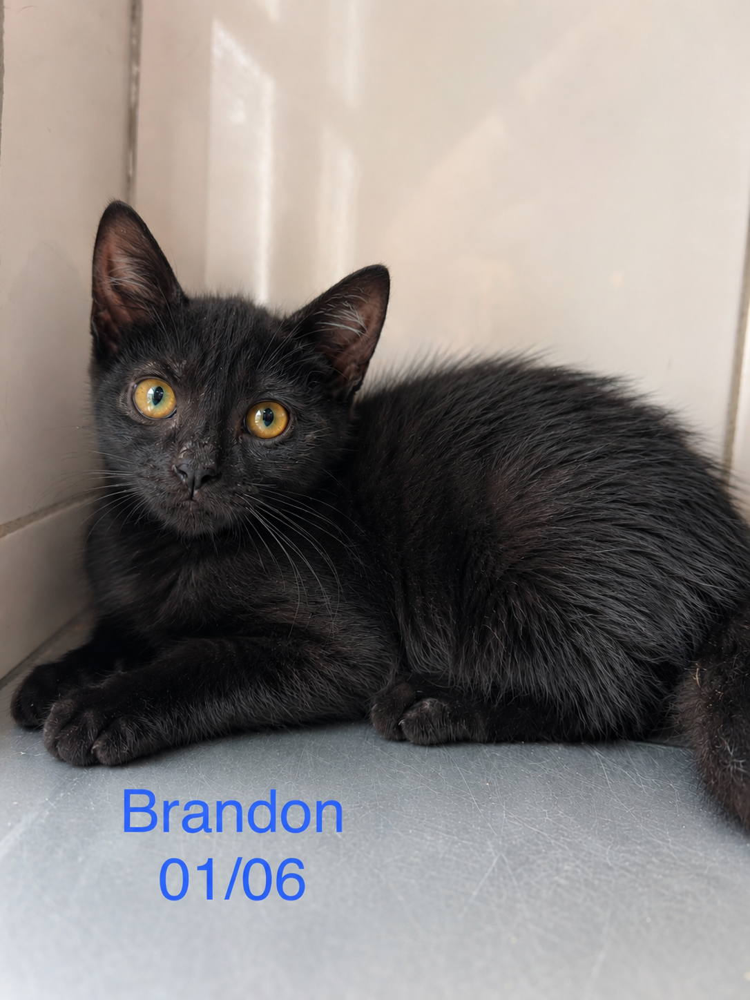 Brandon photo