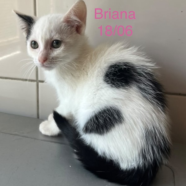 Briana photo