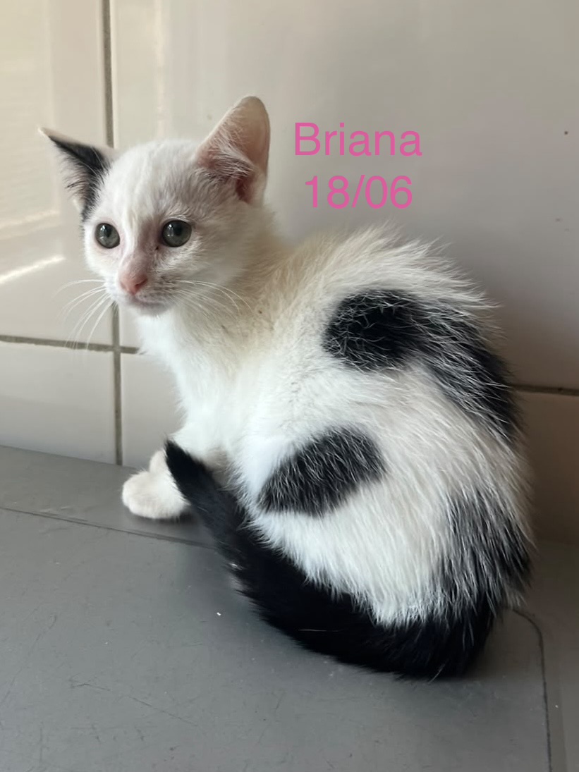 Briana photo