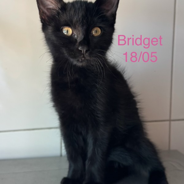 Bridget photo