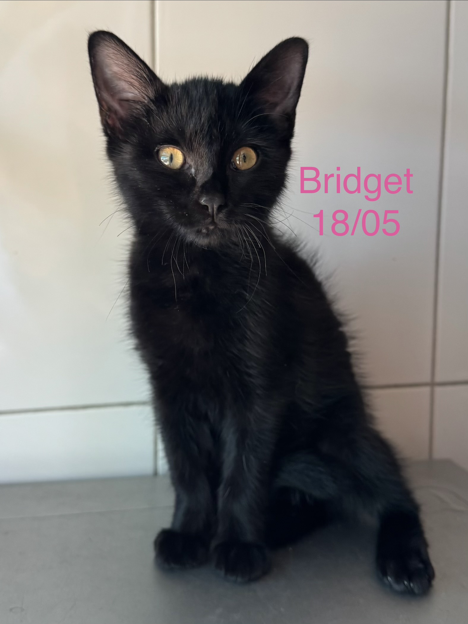 Bridget photo