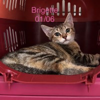 Brigette photo