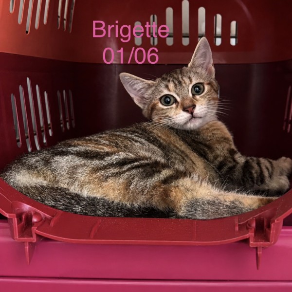 Brigette photo