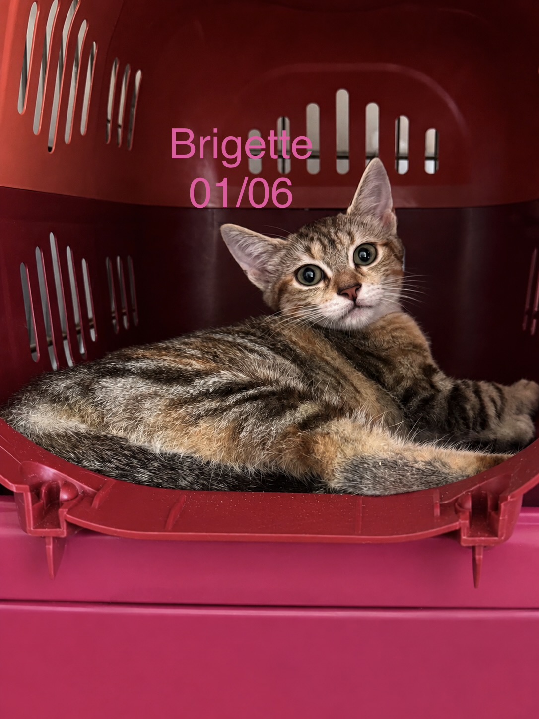 Brigette photo
