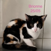 Brionne photo