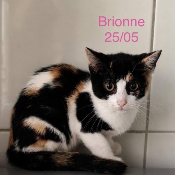 Brionne photo