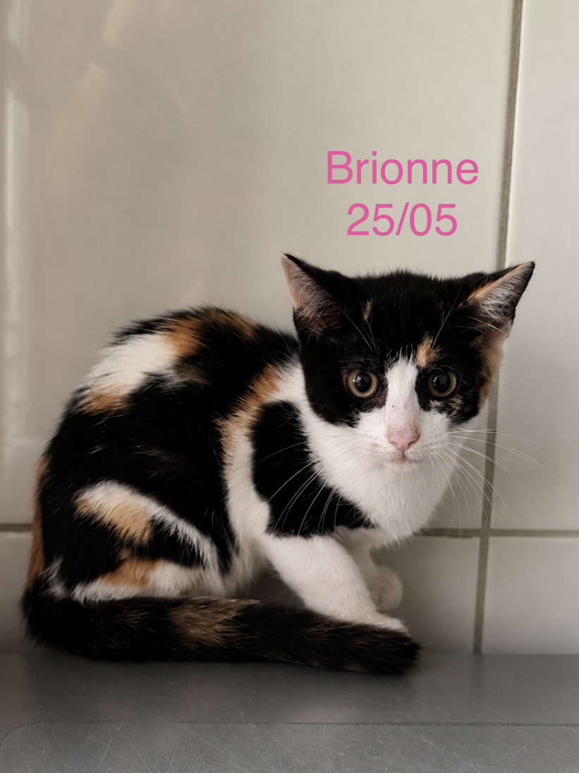 Brionne photo