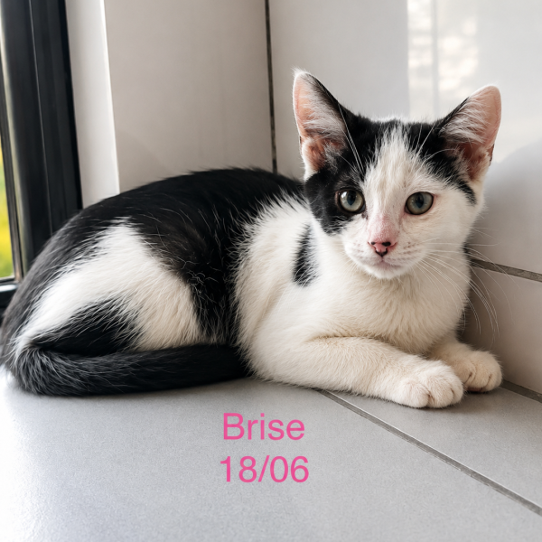 Brise photo