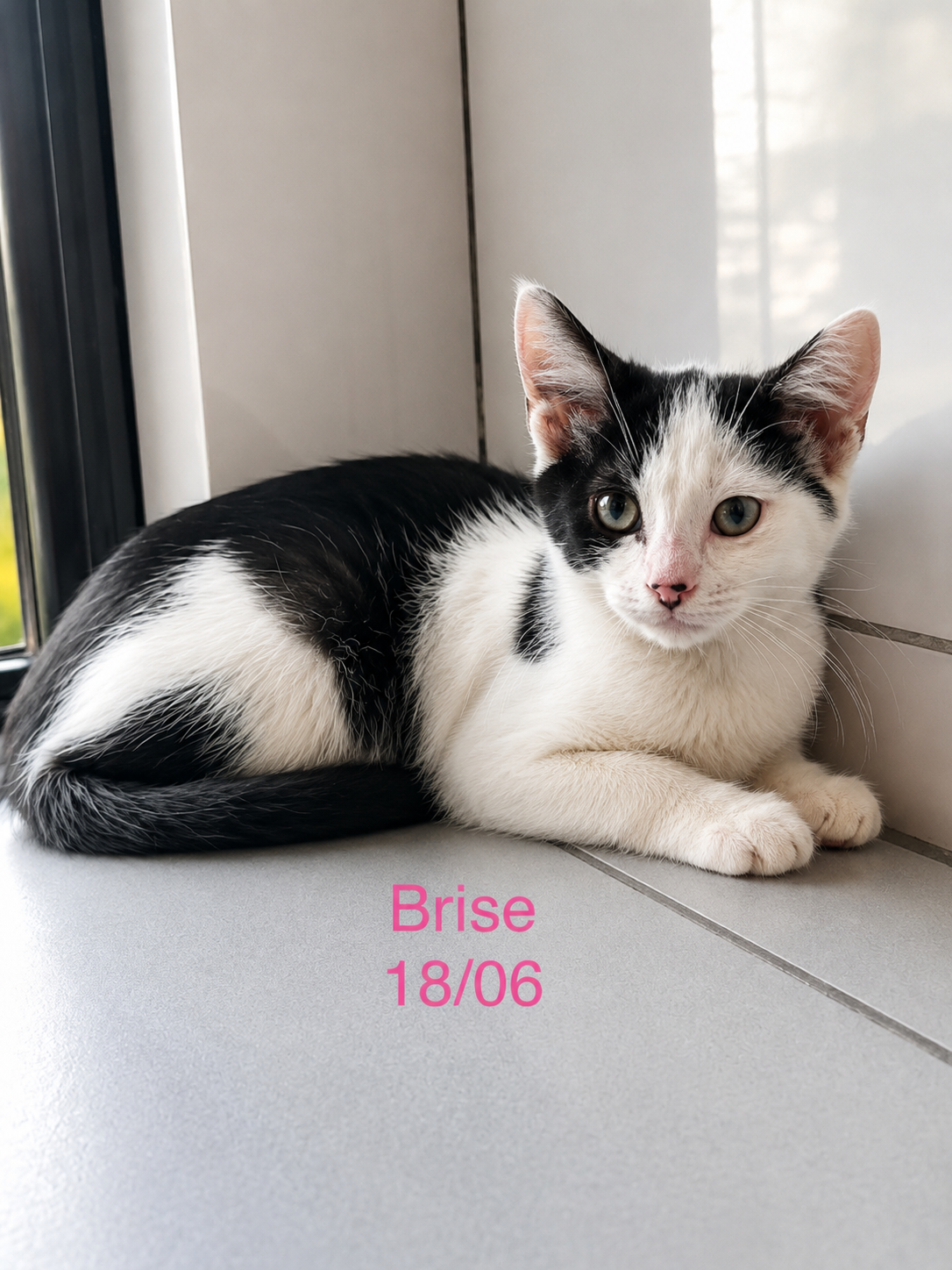 Brise photo