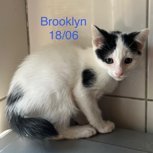 Brooklyn photo