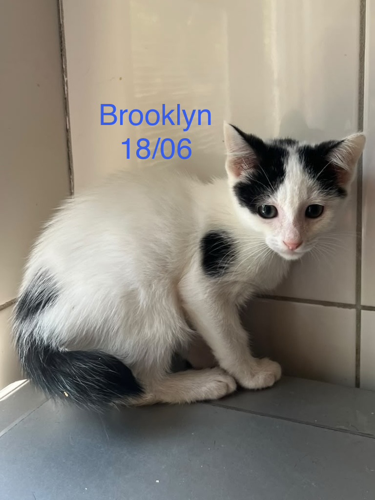 Brooklyn photo