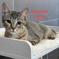 Brownie photo