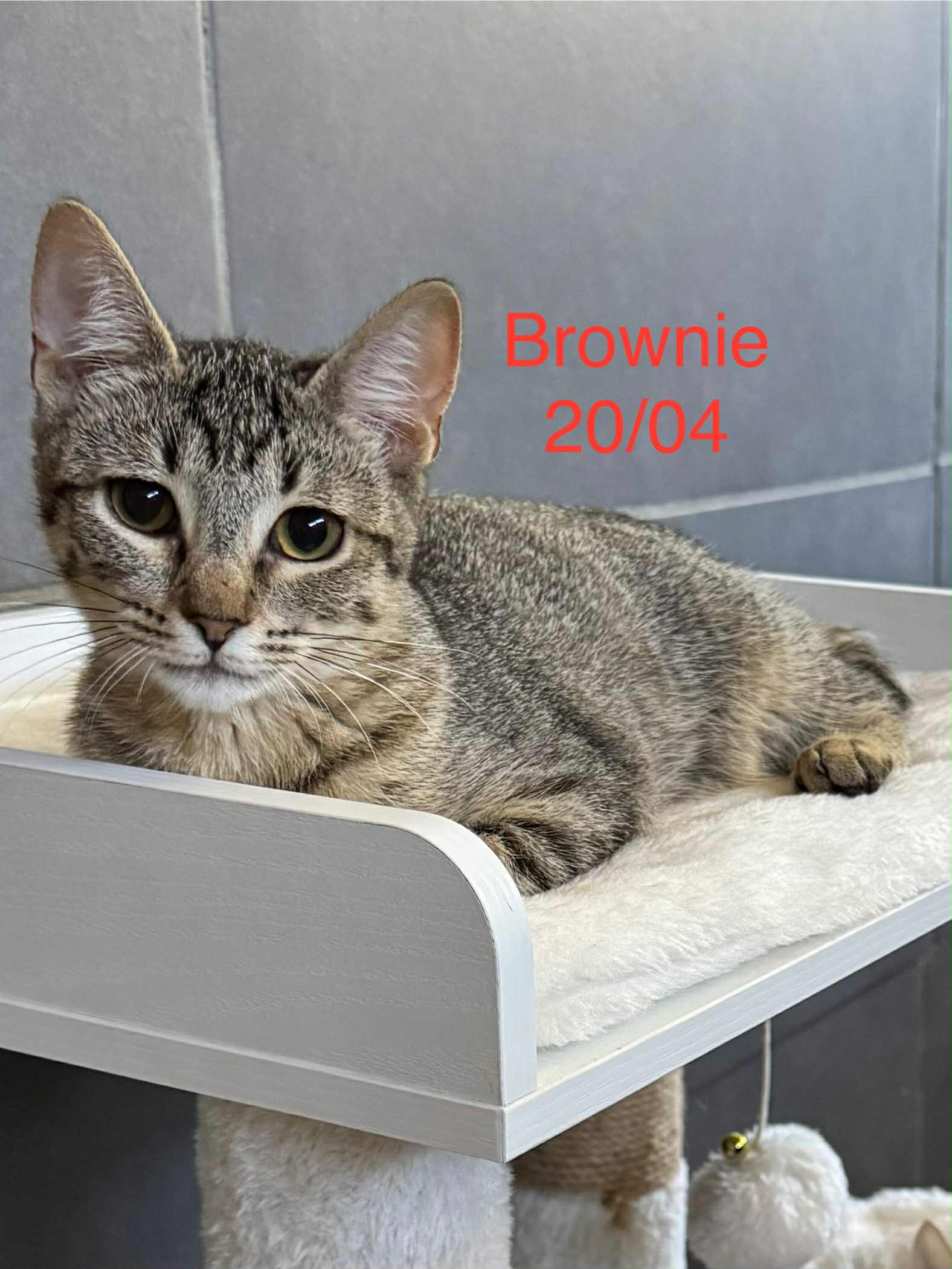 Brownie photo