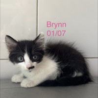 Brynn photo